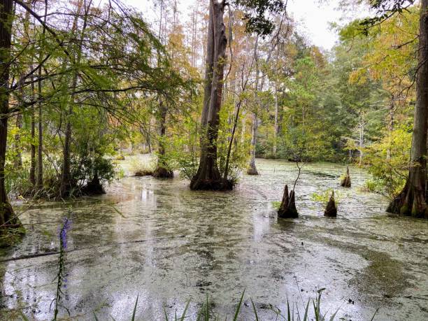 istock Cypress Gardens in Moncks Corner, South Carolina 1730114865