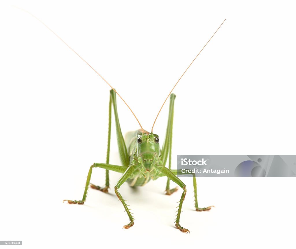 grasshopper - Foto de stock de Grilo - Inseto royalty-free