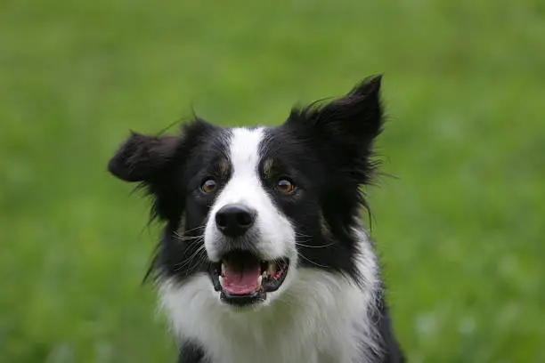 Portrait of Border Collie on nice green background