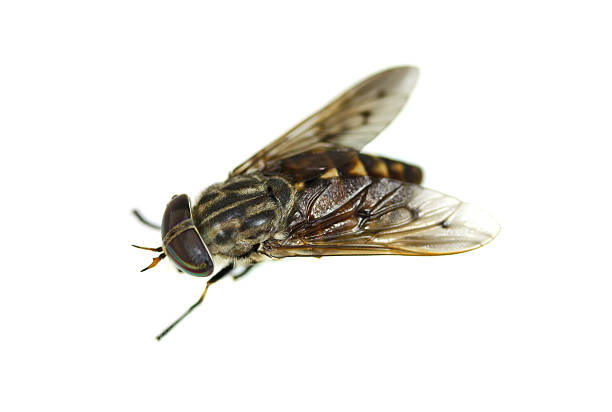 istock Close-up of a big fly, isolated on white. 173011784
