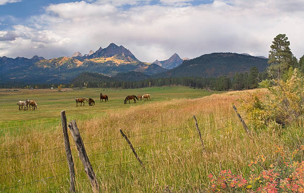 pagosa ranch en automne - prairie grass southwest usa usa colorado photos et images de collection