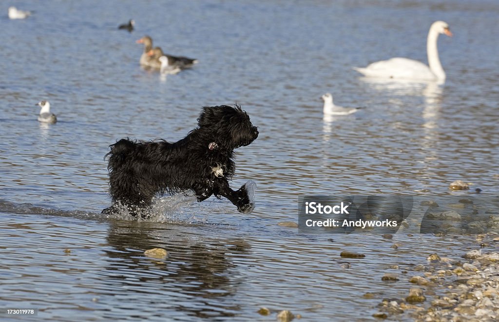 Black Dog - Lizenzfrei Aktivitäten und Sport Stock-Foto