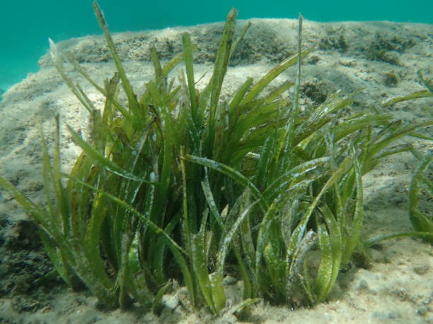 istock Neptune grass or Mediterranean tapeweed (Posidonia oceanica) undersea, Aegean Sea 1730120235