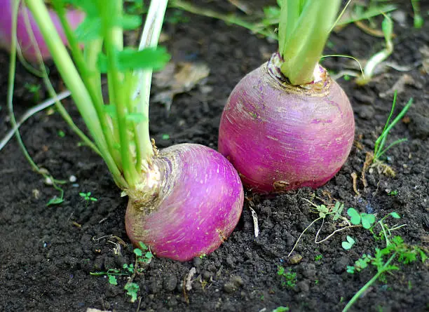 Purple turnips growing in a vegetable garden.  Gardening Lightbox