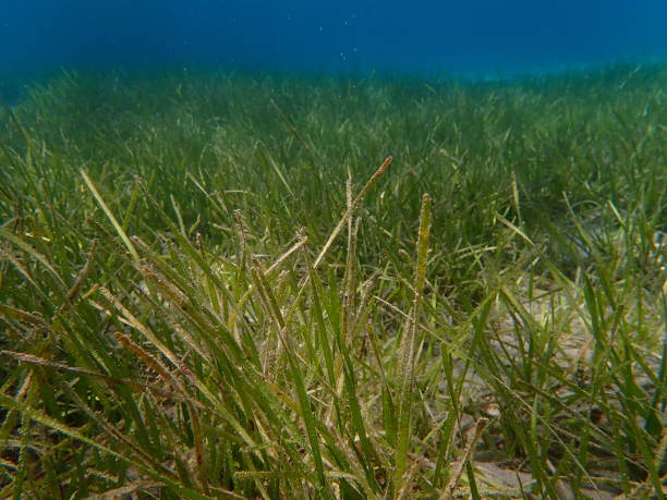 istock Neptune grass or Mediterranean tapeweed (Posidonia oceanica) undersea, Aegean Sea 1730120873
