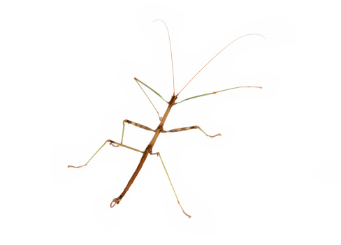 Close-up view of a walking stick insect.