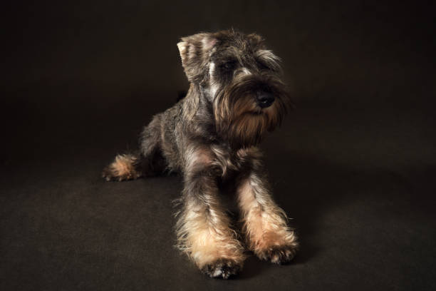 istock Miniature Schnauzer puppy on a black background. Studio shot. 1730124042