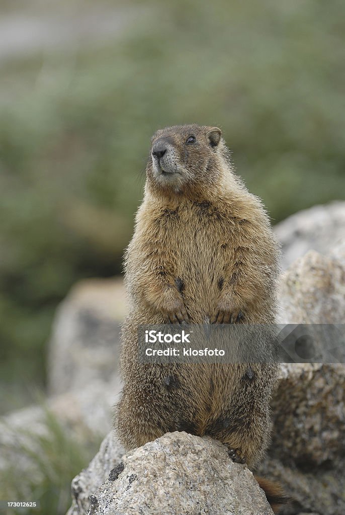 Alberta-Wasserfall, der Rocky Mountain National Park - Lizenzfrei Baum Stock-Foto