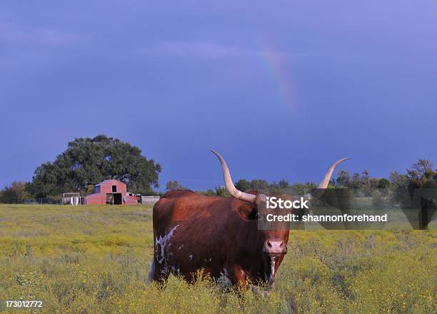 Rancho Arco Iris Foto de stock y más banco de imágenes de Aire libre - Aire libre, Animal, Animal doméstico