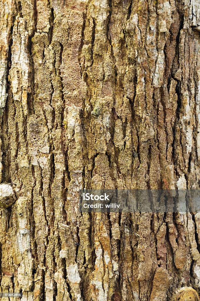 熟成ツリーの樹皮の質感 - エンタメ総合のロイヤリティフリーストックフォト