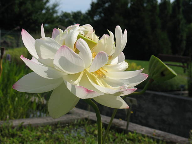 istock Beautiful White Water Lily Flower 173012820