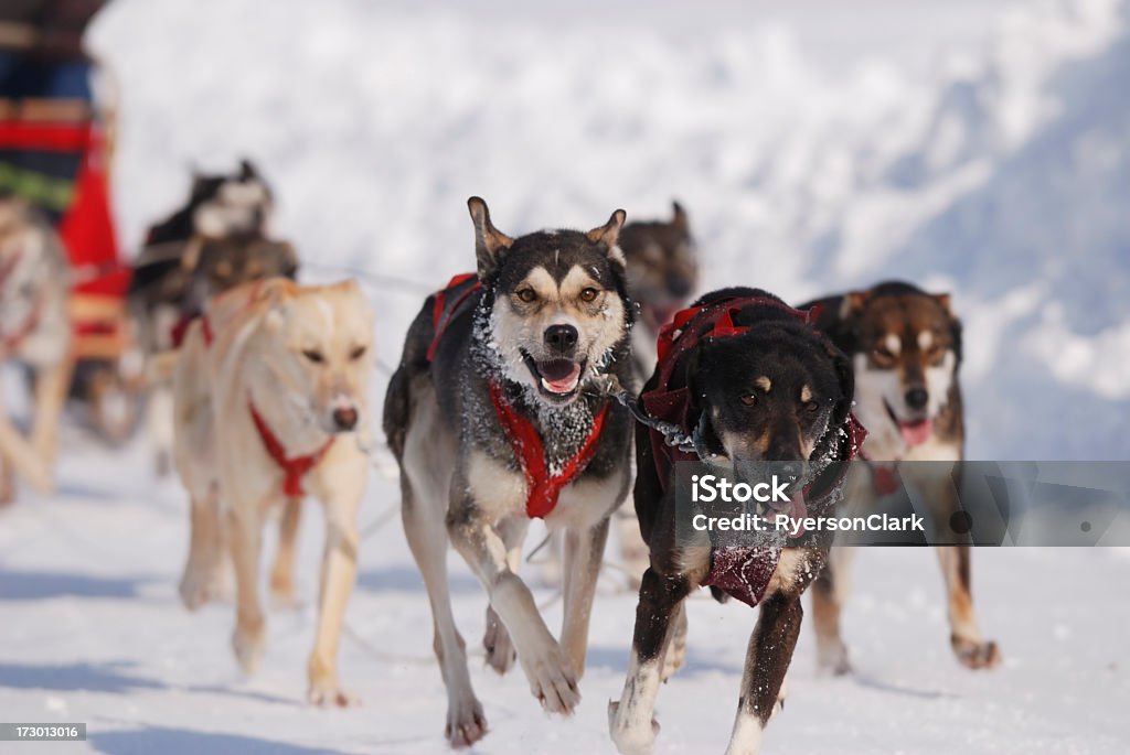 Arctic Corrida de cães de trenó, Yellowknife. - Foto de stock de Territórios do noroeste royalty-free