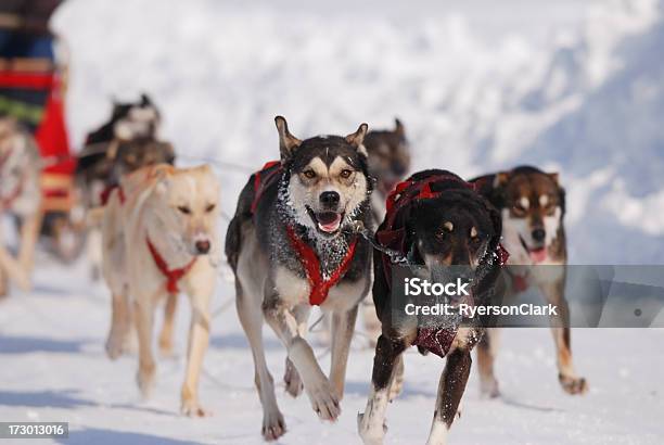 Foto de Arctic Corrida De Cães De Trenó Yellowknife e mais fotos de stock de Territórios do noroeste - Territórios do noroeste, Animal, Animal de Trabalho