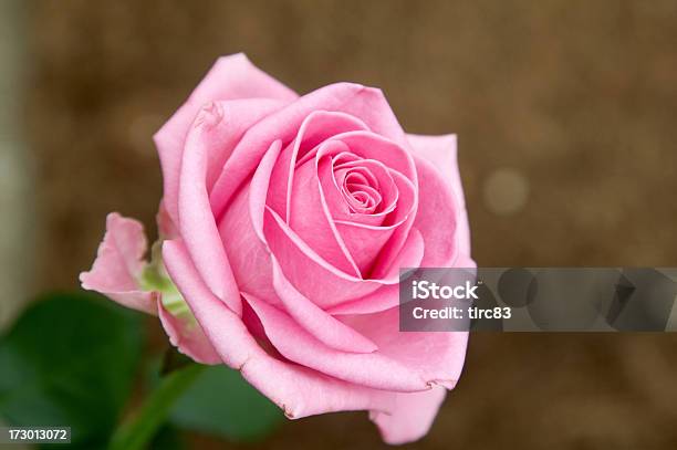 Solitary 핑크 로즈 0명에 대한 스톡 사진 및 기타 이미지 - 0명, 꽃 한송이, 꽃-꽃의 구조