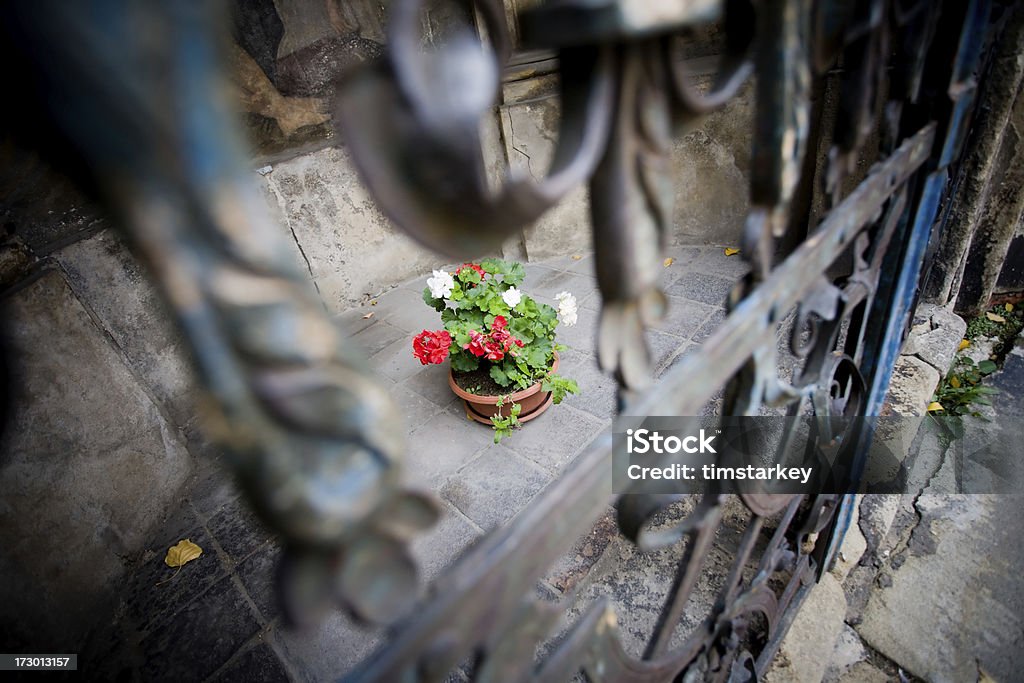Flores de Praga - Foto de stock de Amor royalty-free