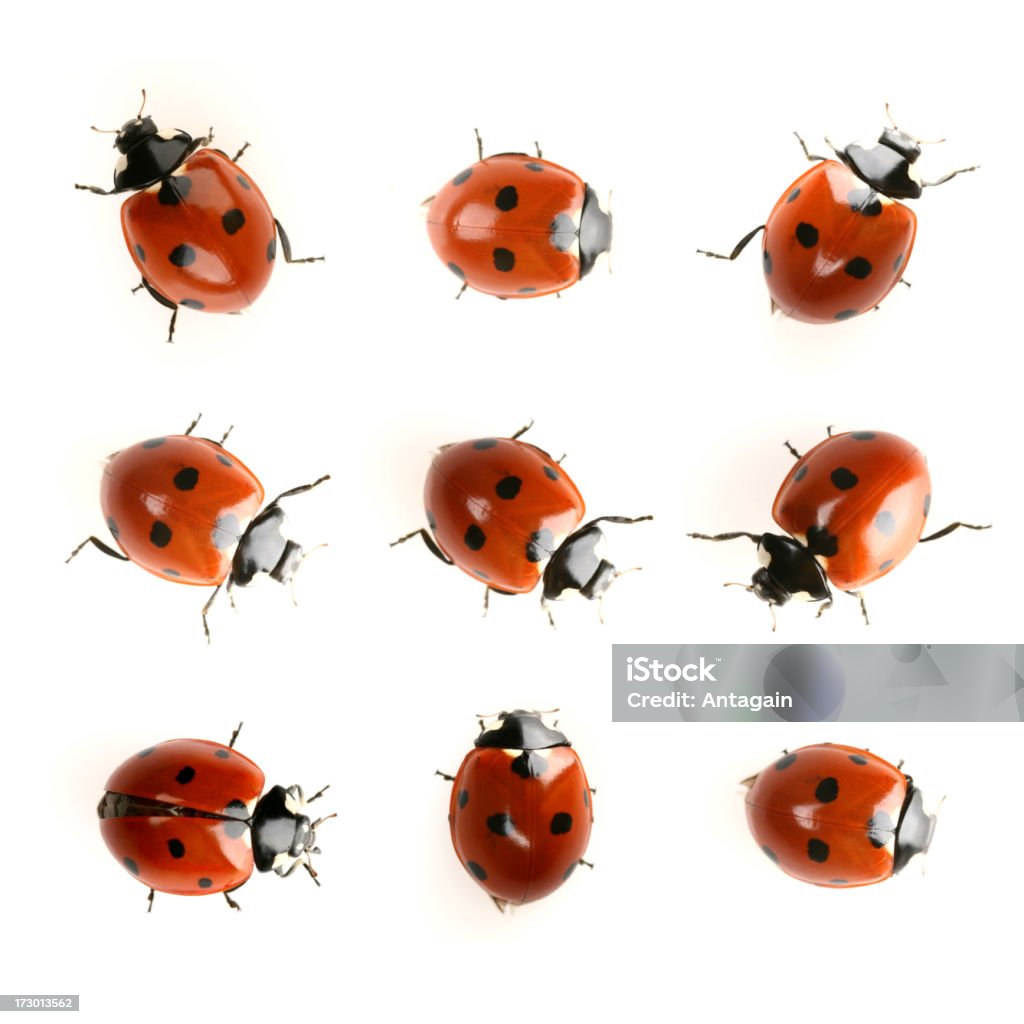 ladybugs - Zbiór zdjęć royalty-free (Biedronka)