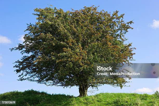 Hawtorn Baum Stockfoto und mehr Bilder von Anhöhe - Anhöhe, Ast - Pflanzenbestandteil, Baum