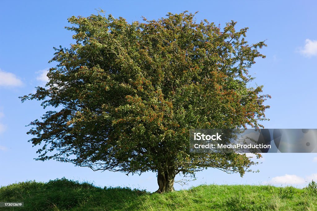arbre de Lucas - Photo de Arbre libre de droits