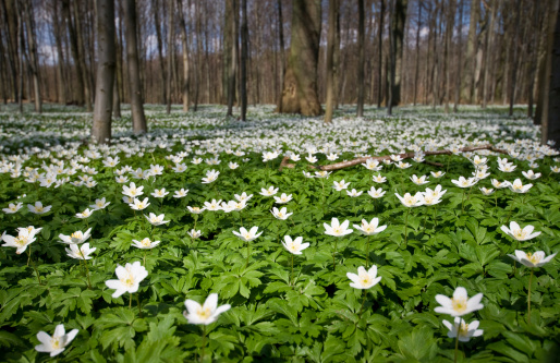 This photo is taken on at lovely spring dag in late April. The whole forest floor was covert in wood anemones (Quinquefolia).