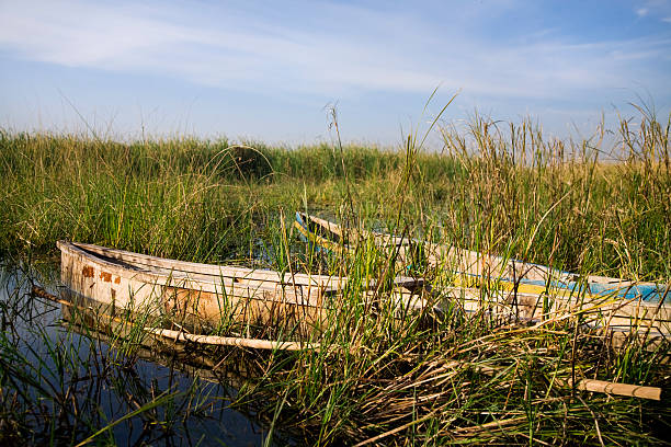 istock Old boats at Nalsarovar, India 173013787
