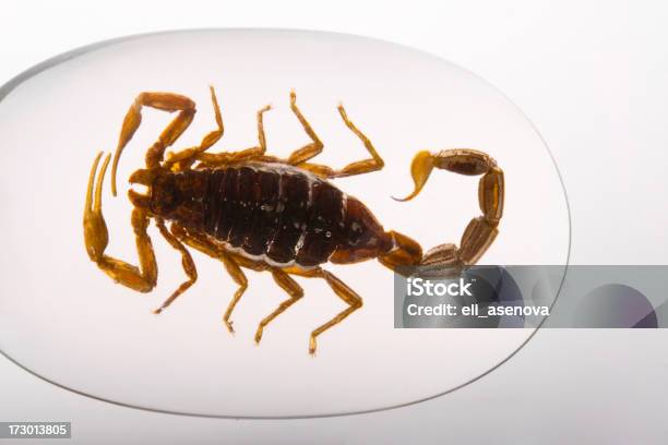 Scorpion Stock Photo - Download Image Now - Abstract, Animal, Animal Themes