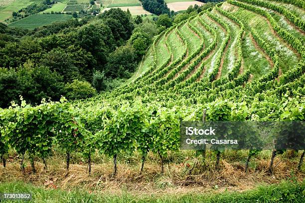 Winnica Contryside - zdjęcia stockowe i więcej obrazów Bez ludzi - Bez ludzi, Dolina, Fotografika