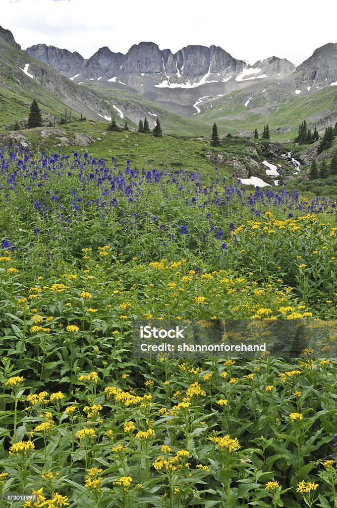 Botanical Valley "Vertical composition of American Basin in Colorado.  This high altitude meadow comes alive each summer for a few short weeks as flowers like the yellow Aster and the purple Larkspur show their stuff.Data: f/22, 1/25sec, 32mm, iso 200." Aster Stock Photo