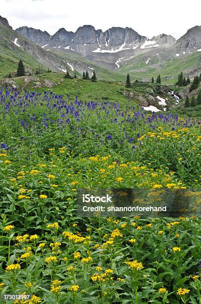 Botanical Valley Stock Photo - Download Image Now - Aster, Beauty In Nature, Colorado