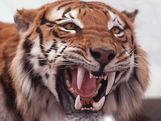 Stuffed Tigers Head A stuffed and mounted hunting trophy taxidermy cat stock pictures, royalty-free photos & images