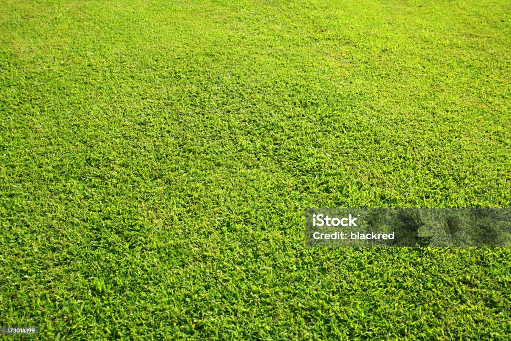 Grass Land Fresh grass field.Similar images - Agriculture Stock Photo