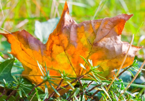 Outdoors macro of a wonderful colored autumn leaf