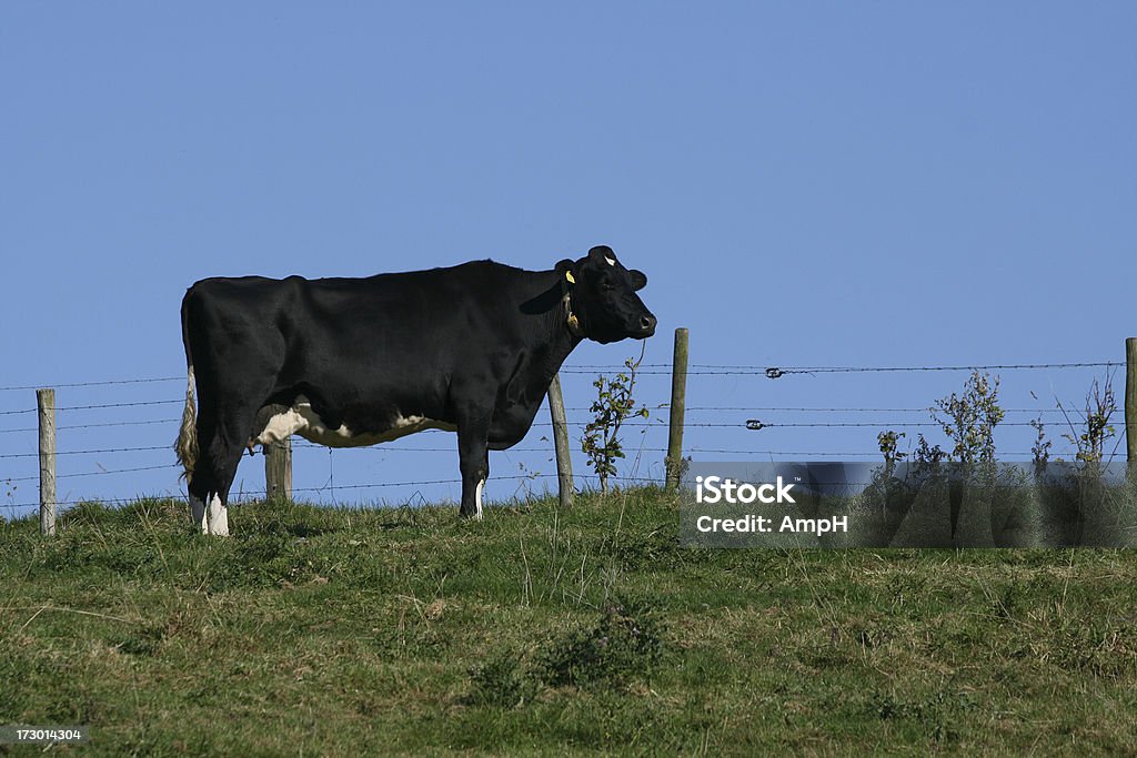 Cow 필드 - 로열티 프리 꼬리 스톡 사진