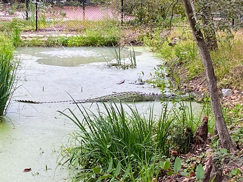 Cypress Gardens in Moncks Corner, South Carolina