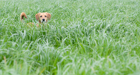 brown dog hiding in a field of long grass