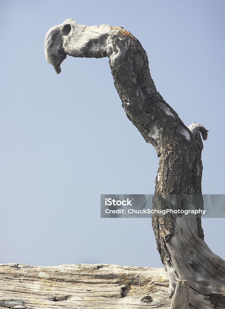 Driftwood mão, braço Probóscide Grotesco abstrato - Royalty-free Abstrato Foto de stock