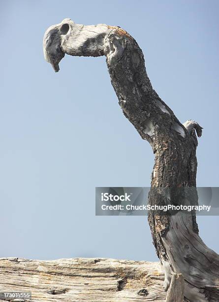 Driftwood Mão Braço Probóscide Grotesco Abstrato - Fotografias de stock e mais imagens de Abstrato - Abstrato, Ao Ar Livre, Apodrecer