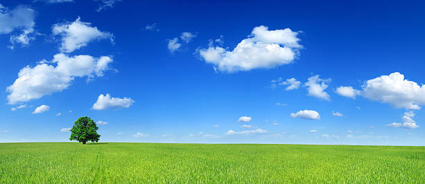 istock Green field and lonely tree - Landscape 173014649