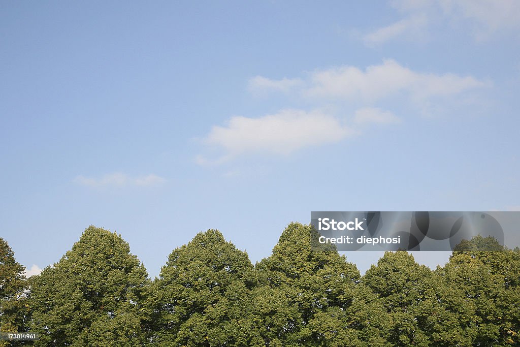 Baumkronen - Foto stock royalty-free di Albero