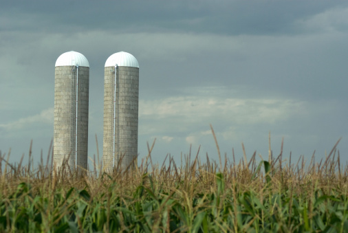 A pair of newly build concrete silos rise above a field of corn on an Ontario farm.Similar Images: