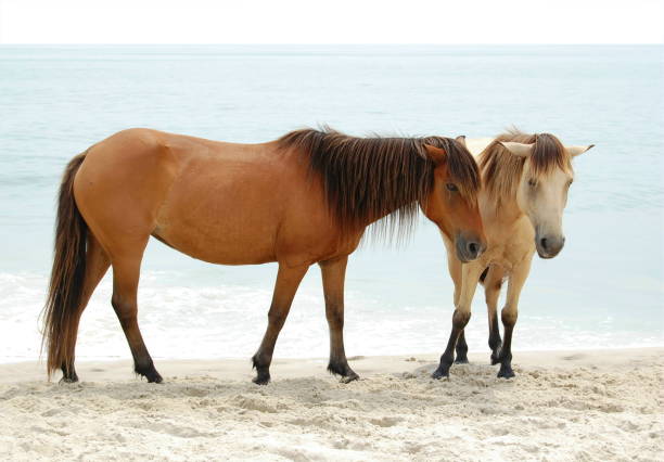 istock two wild horses dun and buckskin colored on beach 173015193