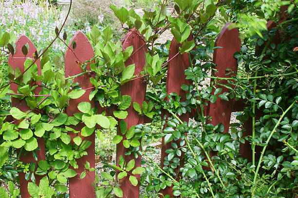 istock Vines on Picket Fence 173015299