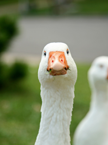 Portrait of Blue eyed goose