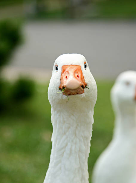 Goose stock photo