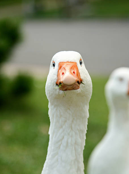 Goose - foto de acervo