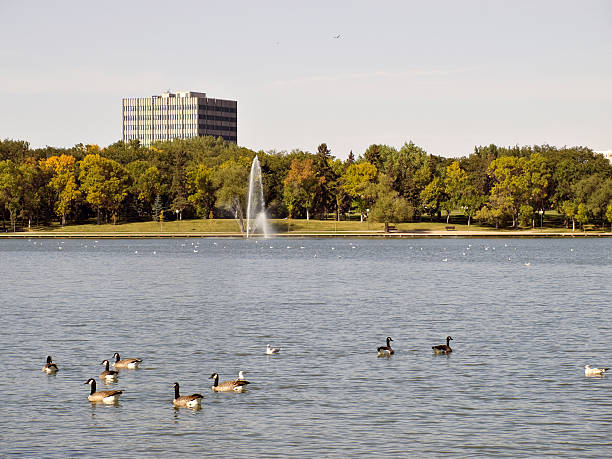 wascana lake i gęsi w regina - wascana lake zdjęcia i obrazy z banku zdjęć