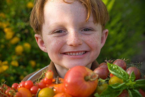 ребенок, мальчик садовник с любительские негибридный помидоры овощи - green tomato black krim tomato cherry tomato tomato стоковые фото и изображения