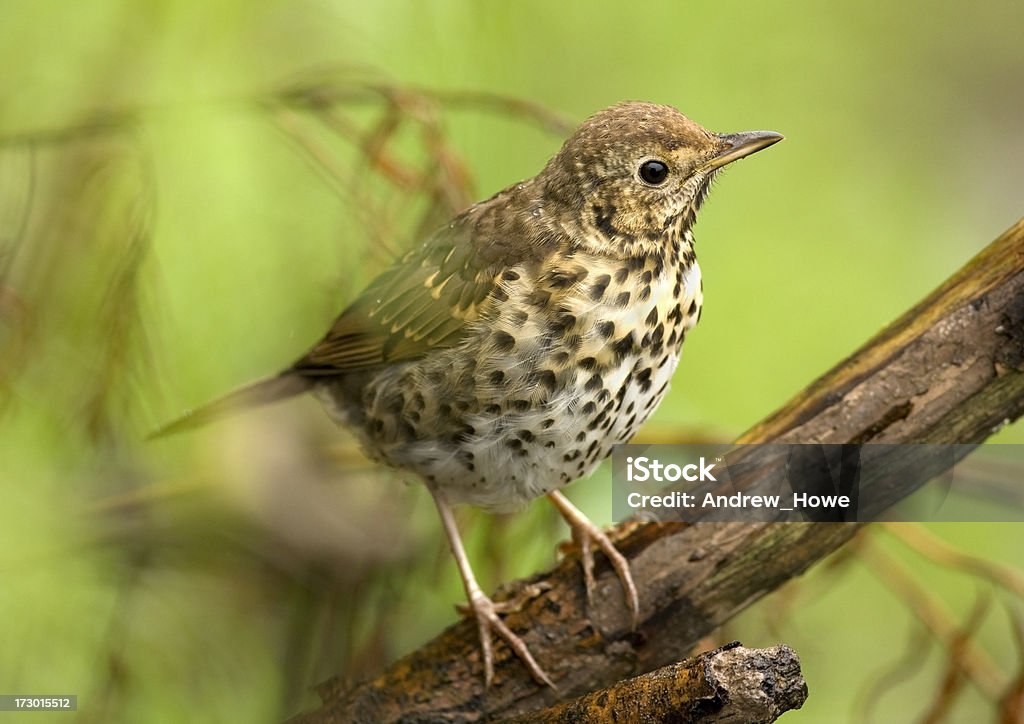 Song молочница (Turdus philomelos) - Стоковые фото Без людей роялти-фри