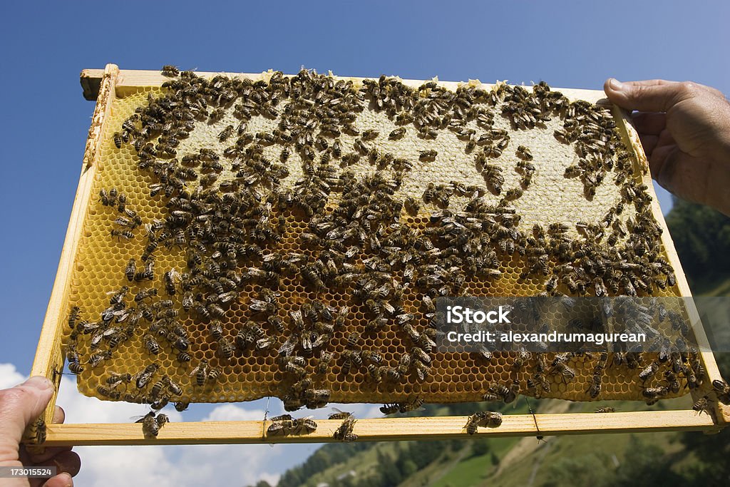 Le api da miele su una montatura - Foto stock royalty-free di Affollato