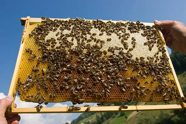 Bees working on honeycomb.