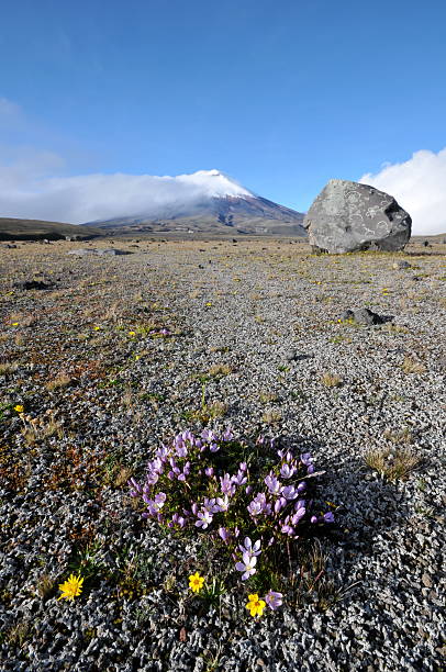 Altiplano perto do Vulcão Cotopaxi - foto de acervo